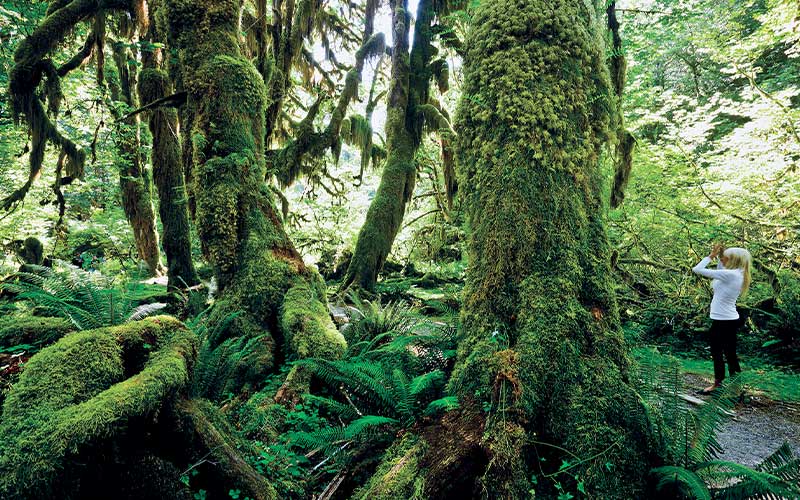 Giant, moss-covered trees in a rainforest