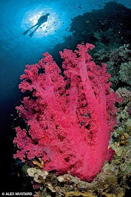 A diver floats over a giant piece of pink soft coral