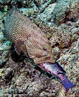Giant spotted fish eats a smaller purple fish