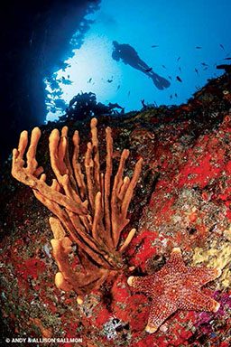 Giant starfish and sponge rest on coral and a diver swims above