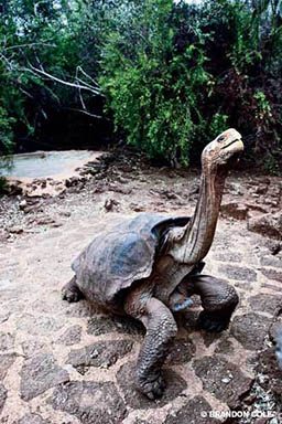Giant tortoise sticks its long neck out of its shell