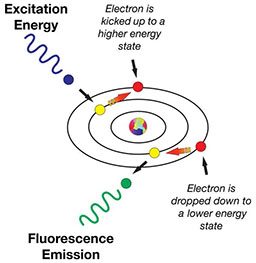 Graphic showing how energy becomes fluorescence