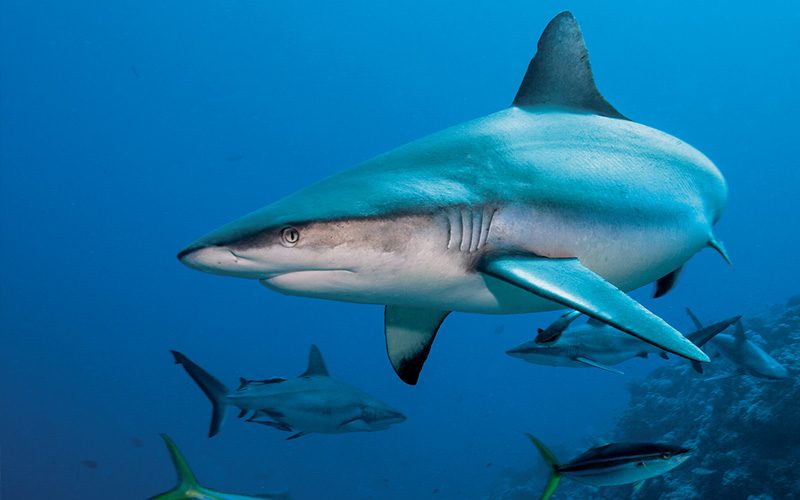 Gray reef shark leers at camera