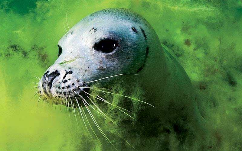 Gray seal appears out of misty green algae-like fog
