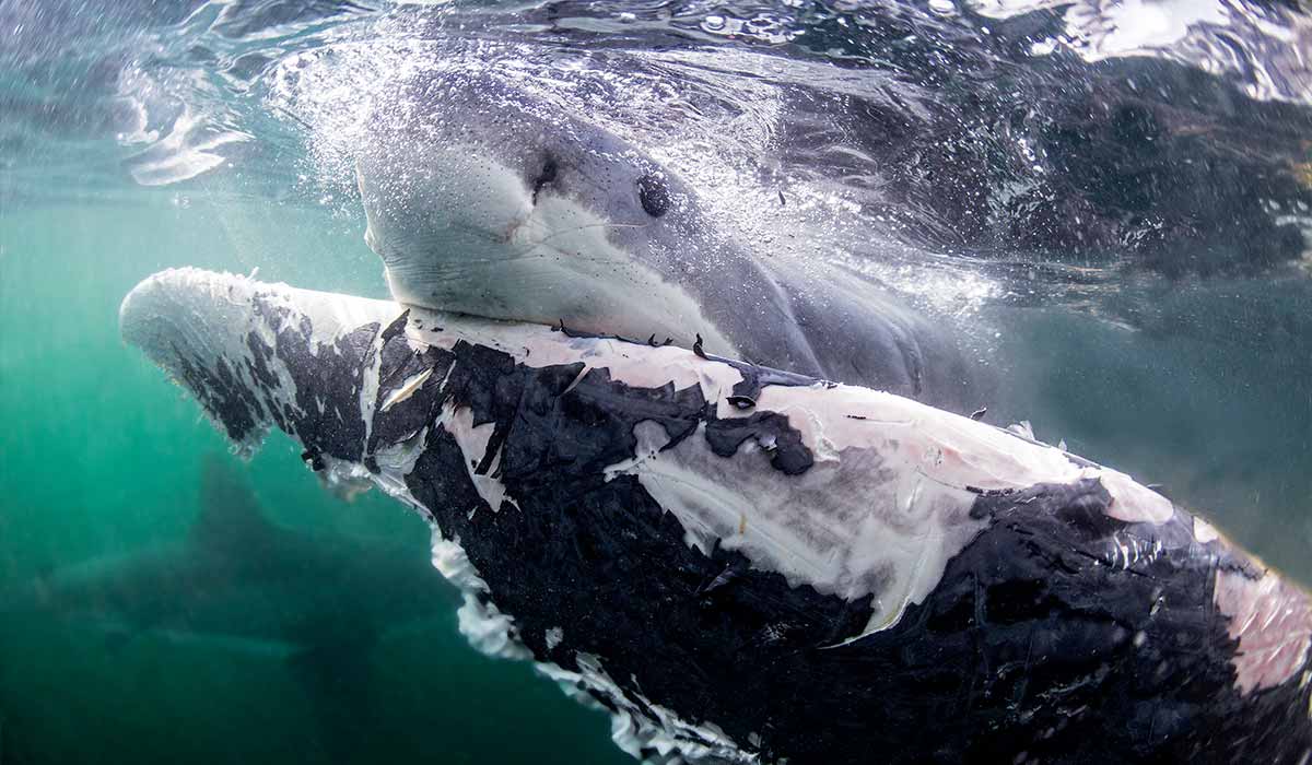 Great white shark tears apart a whale carcass