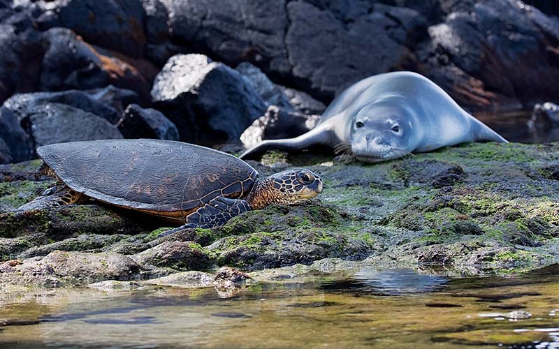 Green sea turtle and a male monk seal lay on a rock