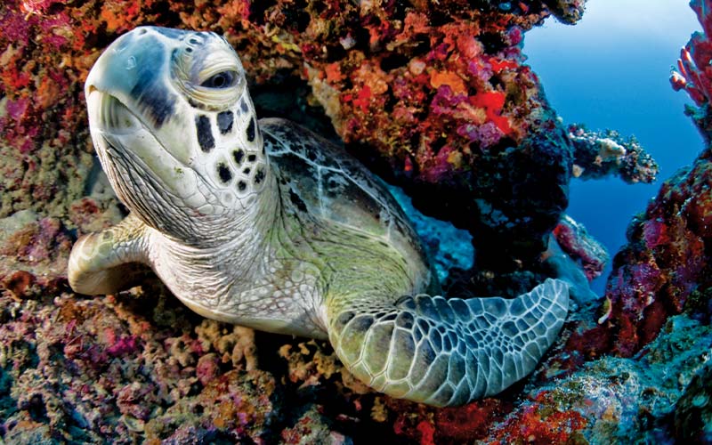 Green sea turtle swims out of coral formation