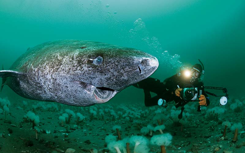 Greenland shark and a diver go for a swim next to each other