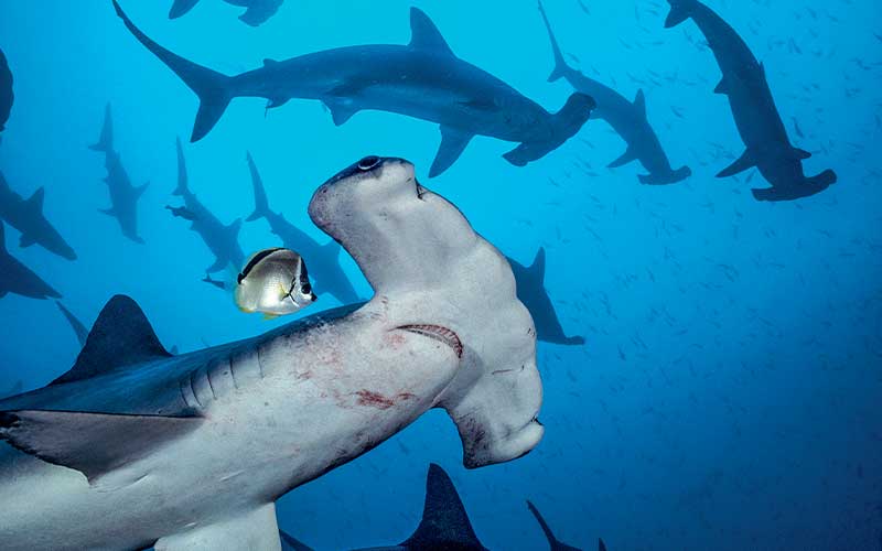 Group of hammerhead sharks meet at a cleaning station