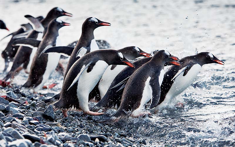 Group of happy penguins run into the water for a swim