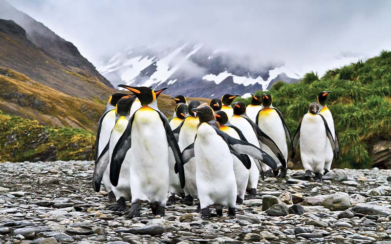 Group of king penguins walk in line down a rocky beach