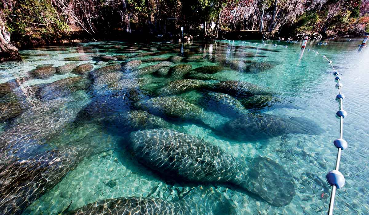 Group of manatees sleep underwater