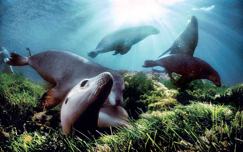 Group of sea lions frolic in an underwater meadow