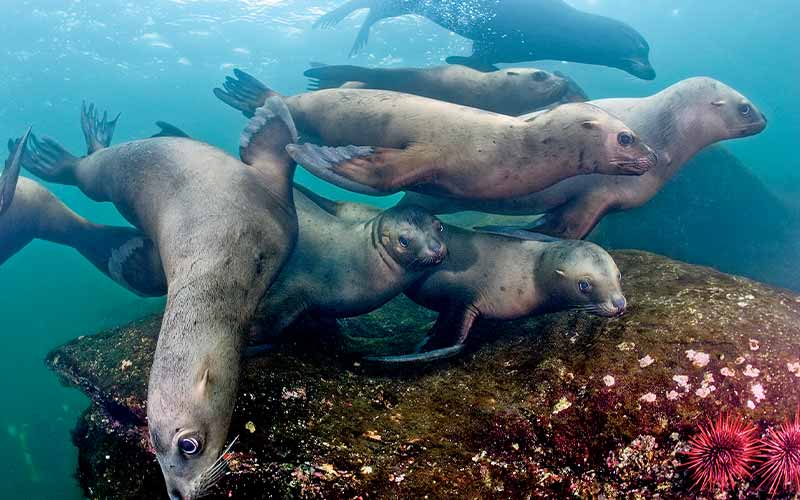 Group of sea lions swim underwater