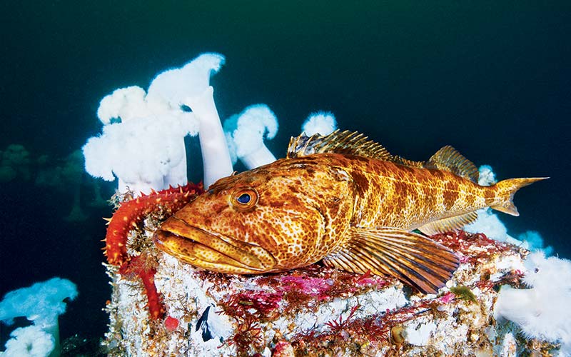 Grumpy-looking cod rests on a shipwreck