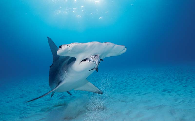 Hammerhead caught a fishy snack and it looks very pleased