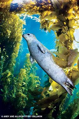 Harbor seal floats through a kelp forest
