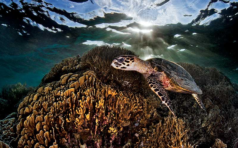 Hawksbill sea turtle swims over some coral reefs