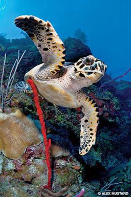 A hawksbill sea turtle goes for a swim near corals
