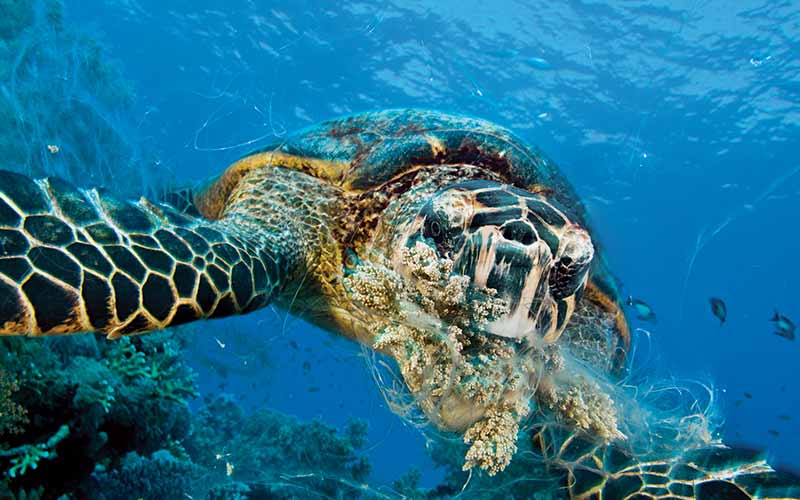 Hawksbill turtle is taking a to-go lunch with its coral