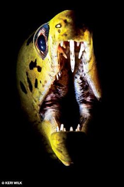 Head of an open-mouthed eel showing off its fangs