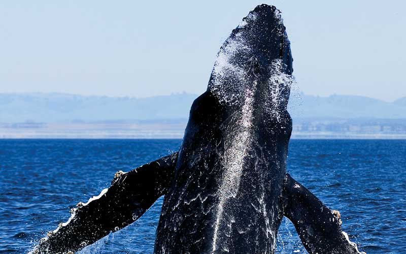 Humpback whale breaches