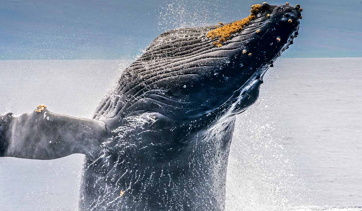 Humpback whale jumps out of water and splashes