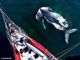 Aerial view of humpback whale swims next to a big boat