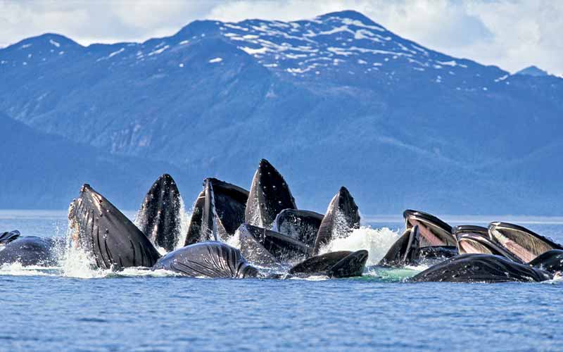 Humpback whales poke heads up out of ocean to feed