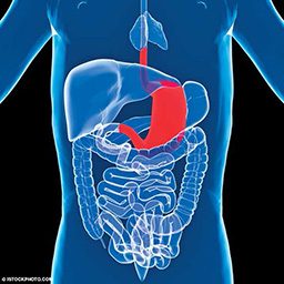 Illustration of someone's digestive tract