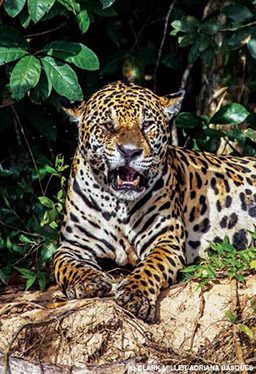 Jaguar lies on the ground and is snarling at camera
