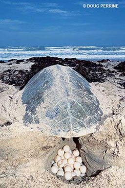 Kemp's Ridley sea turtle has a nest of eggs behind its butt