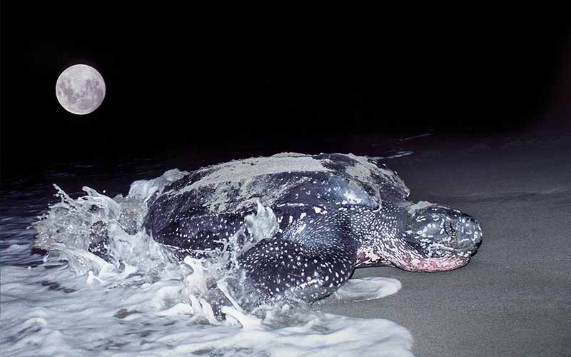 Leatherback turtle crawls up a beach by moonlight