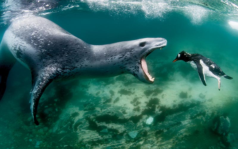 Leopard seal has its mouth opens and barks at a penguin