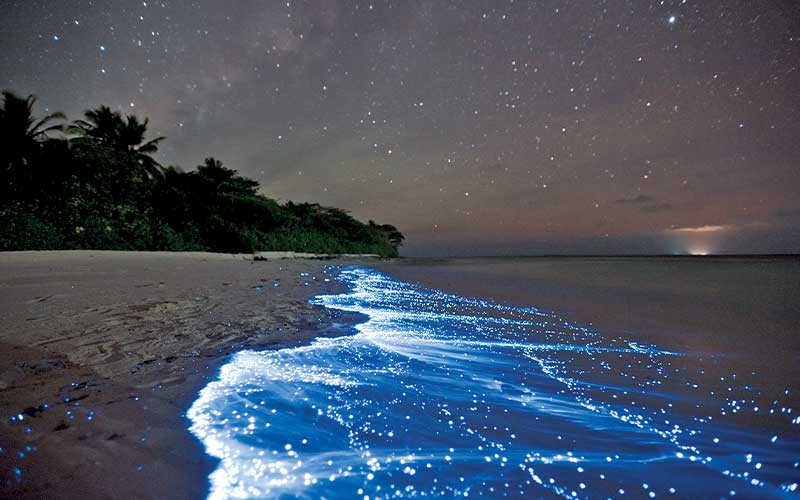 Light-up plankton shine the ocean at night