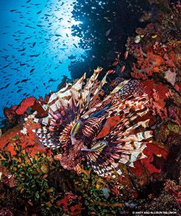 Lionfish hunts a reef for a snack