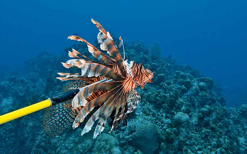 Lionfish is spiked on a yellow spear