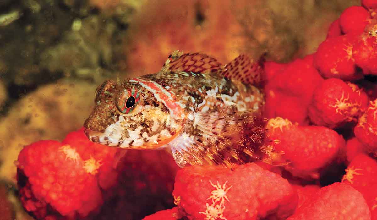 Little brown fish on top of red sponges