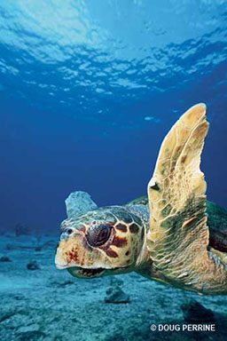 Loggerhead turtle swims underwater and flaps its flippers