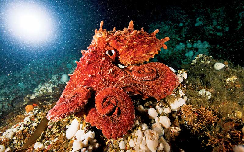 Lumpy and orange giant octopus