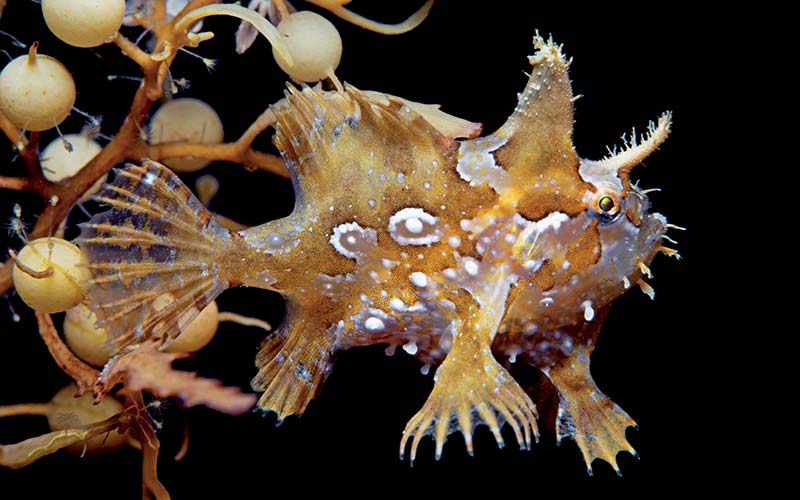 Lumpy, spiky sargassumfish