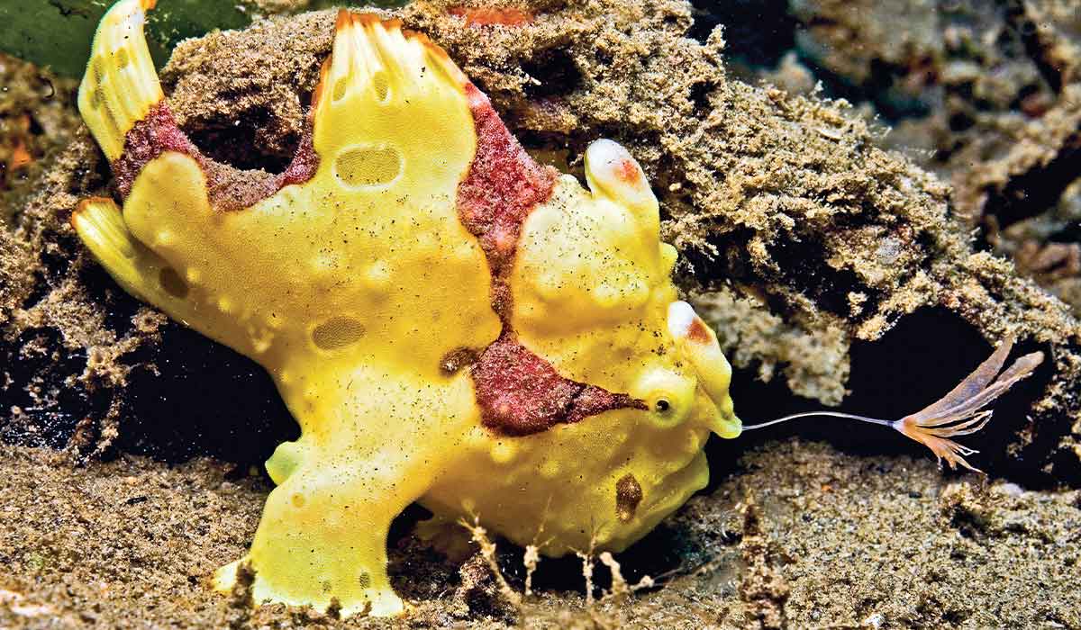 Lumpy, yellow frogfish lures a prey with a rod and tuft located on its head