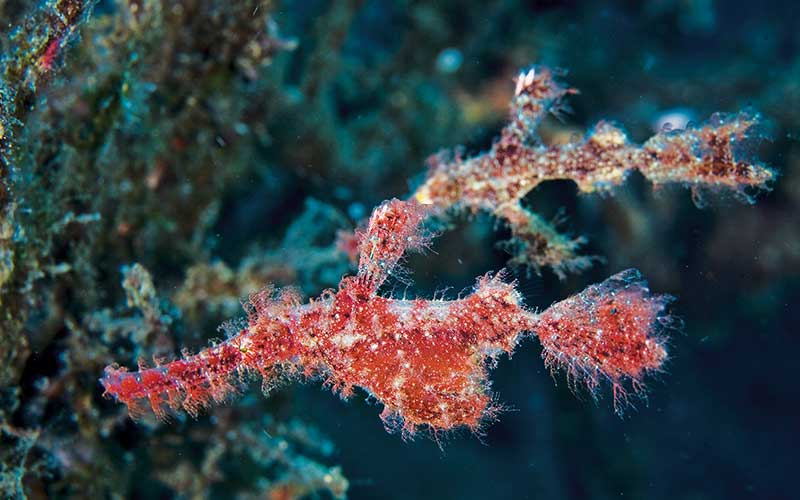 Male and female roughsnout ghost pipefish are red and spikey