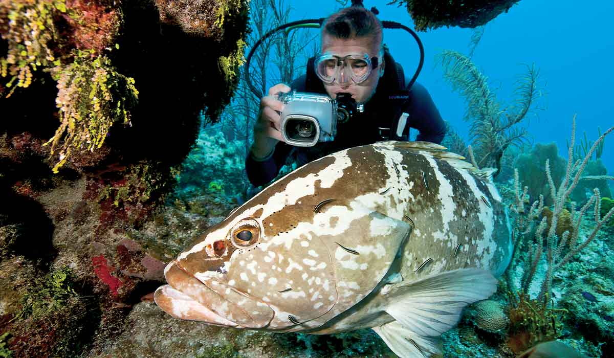 Male scuba diver takes a photo of a brown grouper