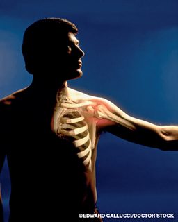 Man's shoulder muscles and bones