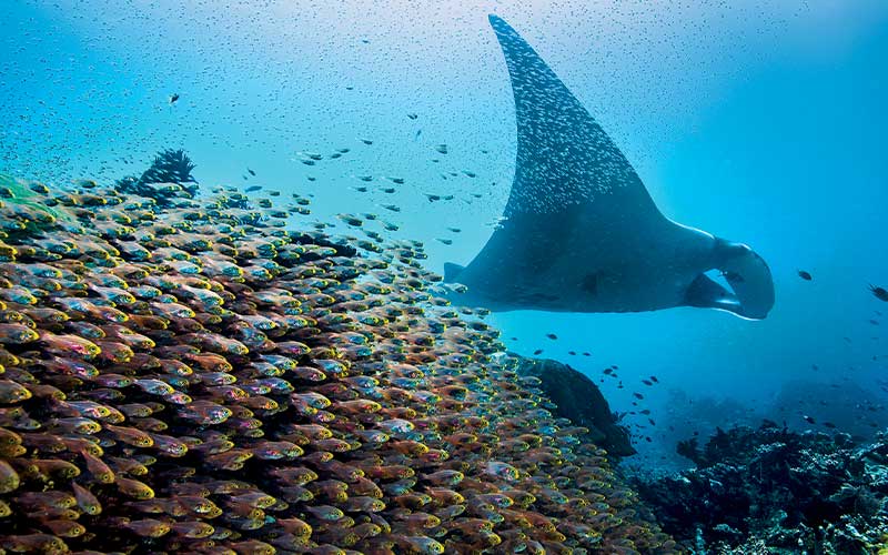Manta ray swims near a massive swarm of tiny fish