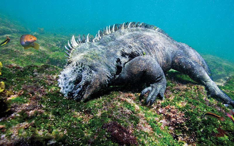 Marine iguana searches for snacks underwater