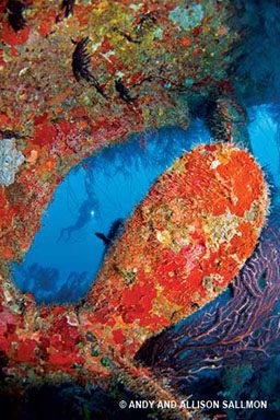 Massive growth of submerged red sponges