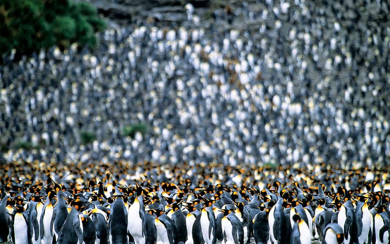 Massive swarm of king penguins stand about