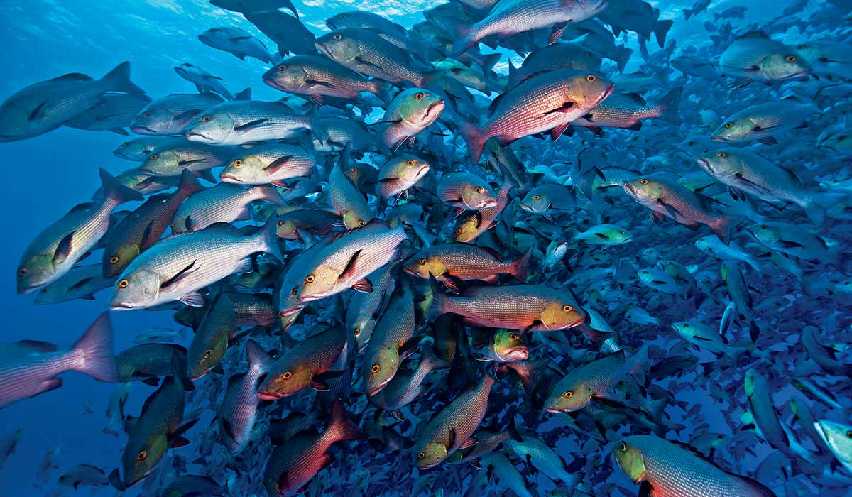 Massive swarm of spawning two-spot red snapper